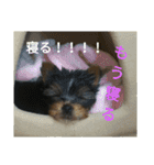 くんくんとみゅ～（個別スタンプ：11）