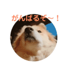 さくらさんのスタンプ（個別スタンプ：16）
