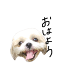 シーズー犬ココ（個別スタンプ：1）