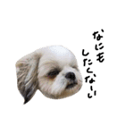 シーズー犬ココ（個別スタンプ：2）
