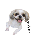 シーズー犬ココ（個別スタンプ：3）