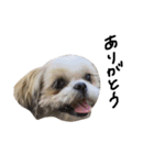 シーズー犬ココ（個別スタンプ：4）