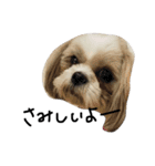 シーズー犬ココ（個別スタンプ：5）