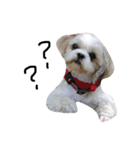 シーズー犬ココ（個別スタンプ：6）