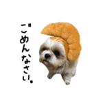 シーズー犬ココ（個別スタンプ：7）
