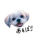 シーズー犬ココ（個別スタンプ：8）