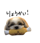 シーズー犬ココ（個別スタンプ：10）