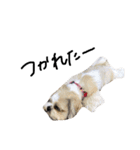 シーズー犬ココ（個別スタンプ：11）