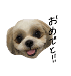 シーズー犬ココ（個別スタンプ：12）