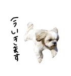 シーズー犬ココ（個別スタンプ：13）