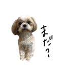 シーズー犬ココ（個別スタンプ：14）