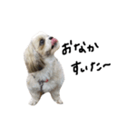 シーズー犬ココ（個別スタンプ：15）