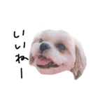 シーズー犬ココ（個別スタンプ：16）
