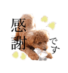 トイプープロキオンの日常3（個別スタンプ：19）