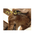 こたゆきるちあ（個別スタンプ：4）