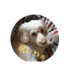 こたゆきるちあ（個別スタンプ：9）
