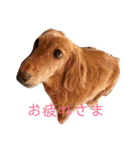 こたゆきるちあ（個別スタンプ：15）