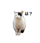 リアルな野良猫–白黒ぶち（個別スタンプ：1）