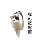 リアルな野良猫–白黒ぶち（個別スタンプ：2）
