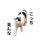 リアルな野良猫–白黒ぶち（個別スタンプ：3）