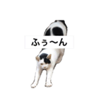 リアルな野良猫–白黒ぶち（個別スタンプ：4）