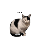 リアルな野良猫–白黒ぶち（個別スタンプ：5）