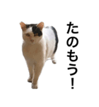 リアルな野良猫–白黒ぶち（個別スタンプ：6）