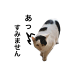 リアルな野良猫–白黒ぶち（個別スタンプ：7）