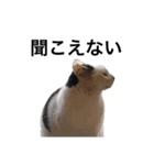 リアルな野良猫–白黒ぶち（個別スタンプ：8）