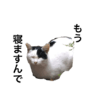 リアルな野良猫–白黒ぶち（個別スタンプ：9）