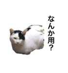 リアルな野良猫–白黒ぶち（個別スタンプ：10）
