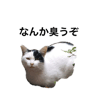 リアルな野良猫–白黒ぶち（個別スタンプ：11）