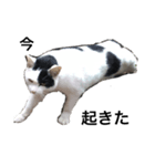 リアルな野良猫–白黒ぶち（個別スタンプ：12）