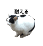 リアルな野良猫–白黒ぶち（個別スタンプ：13）