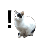 リアルな野良猫–白黒ぶち（個別スタンプ：14）