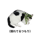 リアルな野良猫–白黒ぶち（個別スタンプ：16）