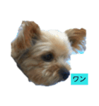 たろちん。（個別スタンプ：6）