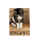 麦にゃん2（個別スタンプ：3）