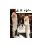 麦にゃん2（個別スタンプ：4）