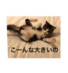 麦にゃん2（個別スタンプ：7）