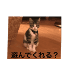 麦にゃん2（個別スタンプ：8）