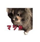 にゃんこスタんぷ（個別スタンプ：4）