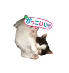にゃんこスタんぷ（個別スタンプ：8）