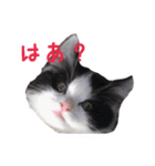 にゃんこスタんぷ（個別スタンプ：9）