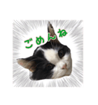 にゃんこスタんぷ（個別スタンプ：10）