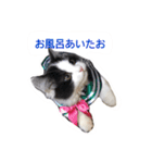 にゃんこスタんぷ（個別スタンプ：12）