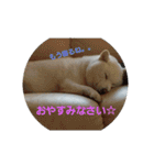 白柴犬のシロ 実写スタンプ（個別スタンプ：1）