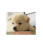 白柴犬のシロ 実写スタンプ（個別スタンプ：2）