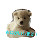 白柴犬のシロ 実写スタンプ（個別スタンプ：4）