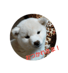 白柴犬のシロ 実写スタンプ（個別スタンプ：6）